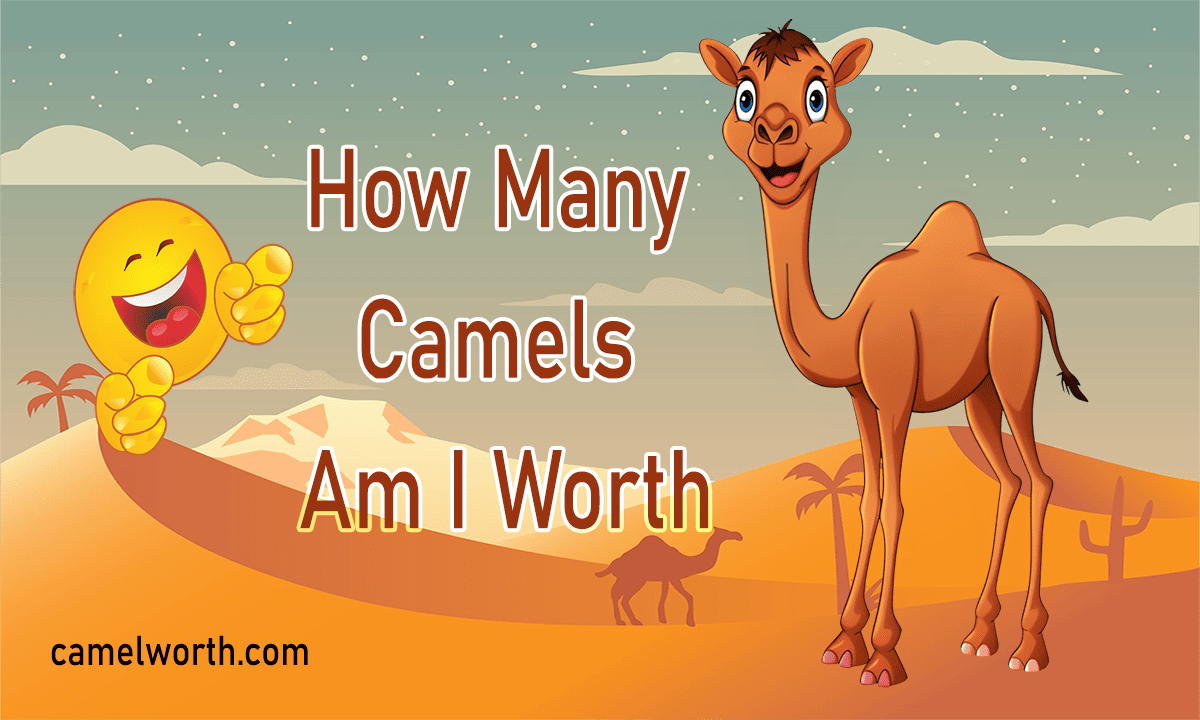 how many camels is your boyfriend worth